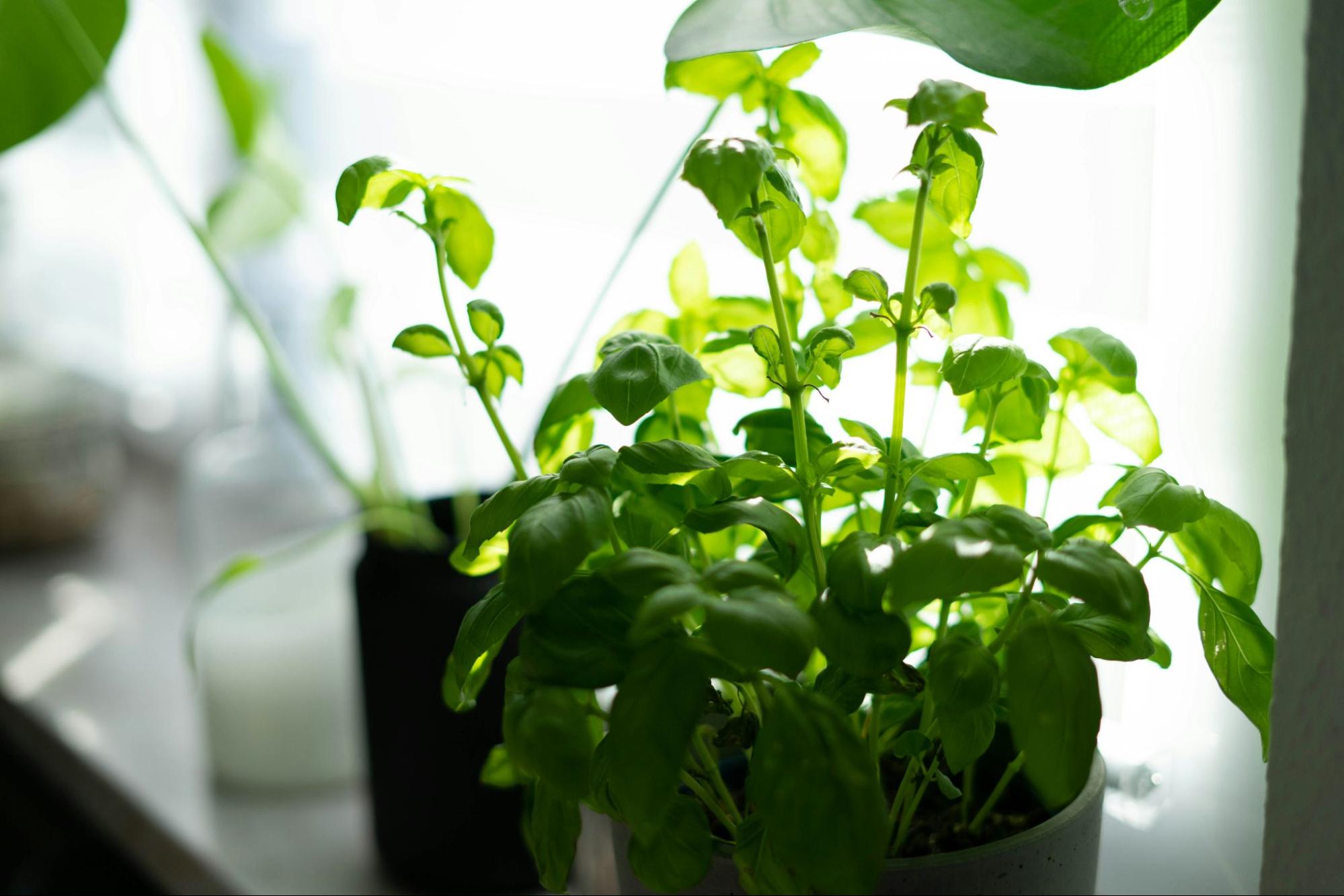 Small heritage home upgrades - kitchen herb garden